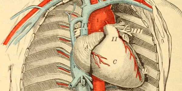 Integratori per le Vene: Rimedi Naturali per Vene Varicose e Gonfiore delle Gambe